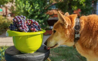 Perché l’uva è tossica per i cani?